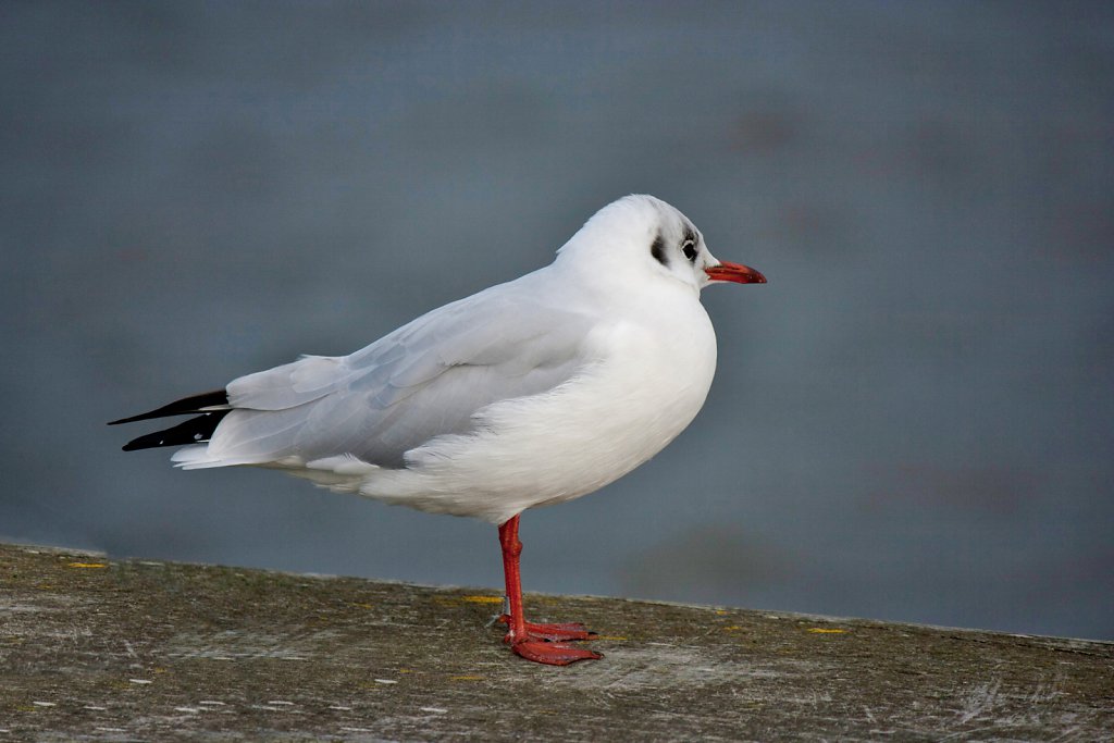 Fanö