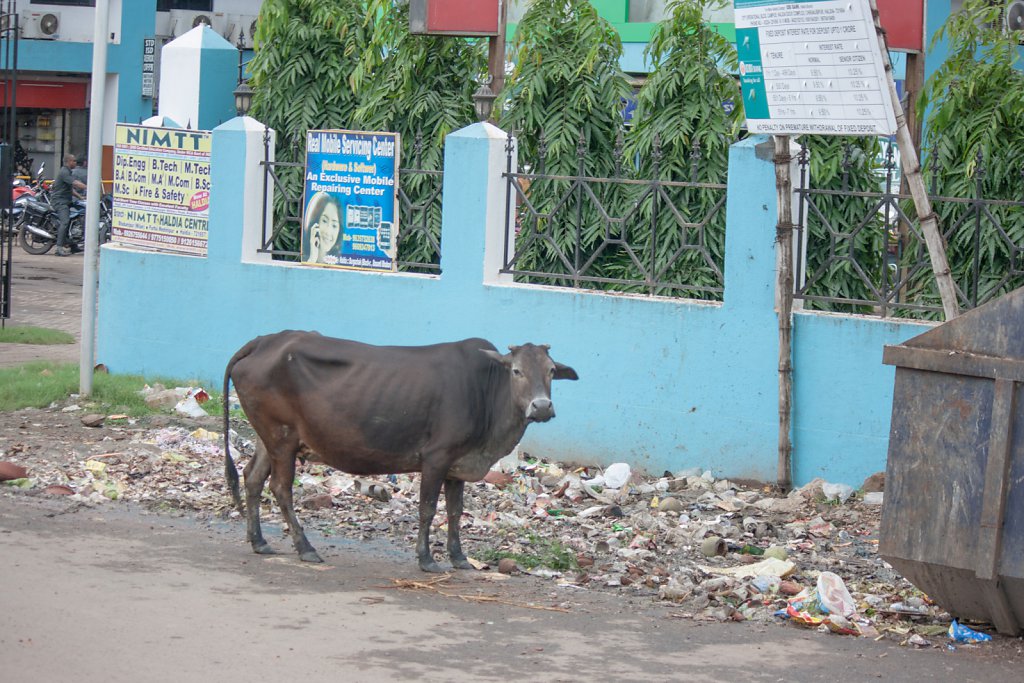 Haldia