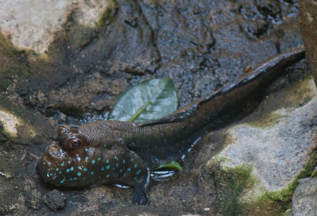 Hagenbek Tierpark