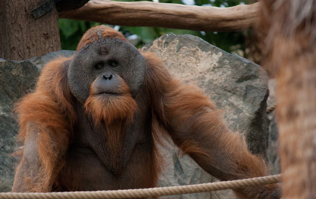Hagenbek Tierpark