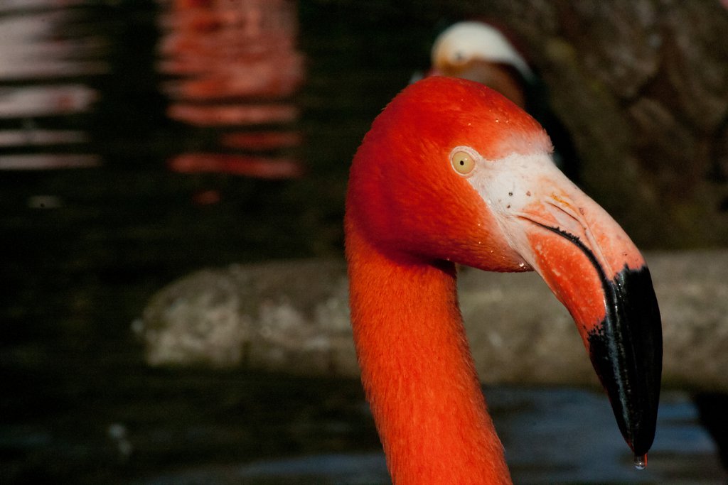 Hagenbek Tierpark